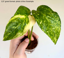 Charger l'image dans la galerie, Plante d’intérieur Epipremnum aux feuilles vert vif striées de jaune
