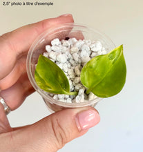Load image into Gallery viewer, Pothos Neon Joy
