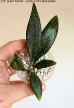 Load image into Gallery viewer, Hoya Parviflora ⭐️
