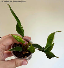 Charger l'image dans la galerie, Philodendron Micans 'Halo'
