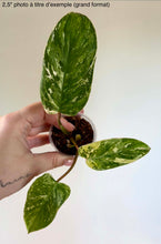 Charger l'image dans la galerie, Philodendron Emerald Queen
