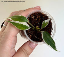 Charger l'image dans la galerie, Philodendron Micans 'Halo'
