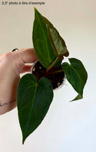Charger l'image dans la galerie, Anthurium en pot, feuilles vert foncé
