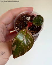 Load image into Gallery viewer, Philodendron Pink Princess Marble King
