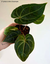Load image into Gallery viewer, Anthurium Besseae aff X Michelle
