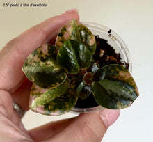 Load image into Gallery viewer, Peperomia Metallica Orange ⭐️
