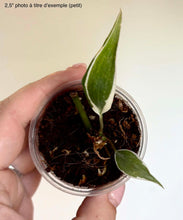 Charger l'image dans la galerie, Philodendron Micans 'Halo'
