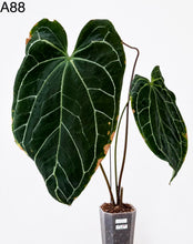 Charger l'image dans la galerie, Anthurium Raven’s Heart Crystallinum : feuilles vert foncé en cœur à nervures claires, en pot
