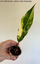 Charger l'image dans la galerie, Philodendron Caramel Marble
