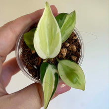 Charger l'image dans la galerie, Philodendron aux feuilles vertes tachetées crème, en pot avec terre
