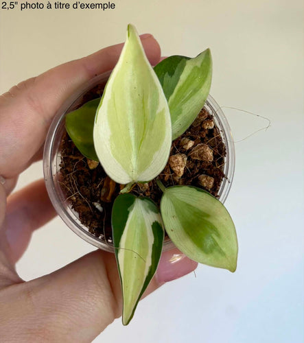 Philodendron aux feuilles vertes tachetées crème, en pot avec terre