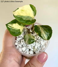 Charger l'image dans la galerie, Pothos Manjula
