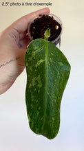 Load image into Gallery viewer, Philodendron Jose Buono
