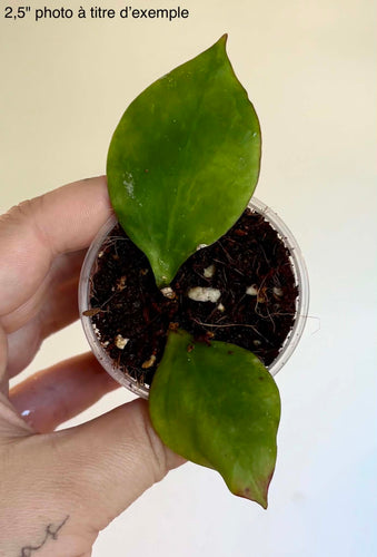 Plante Hoya Biakensis en pot, feuilles vertes et terreau sombre visibles