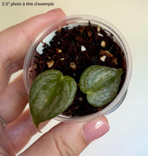 Load image into Gallery viewer, Philodendron brandtianum
