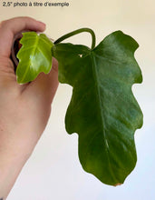 Load image into Gallery viewer, Xanadu philodendron

