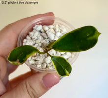 Charger l'image dans la galerie, Feuilles de Hoya Diversifolia Albomarginata vertes, nervures claires, tige fine
