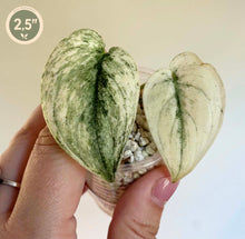 Charger l'image dans la galerie, Plante Scindapsus Mariposa : deux feuilles vertes panachées blanc, en petit pot avec billes
