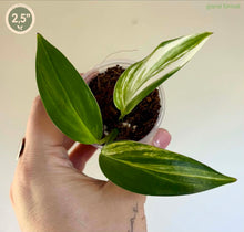 Load image into Gallery viewer, Epipremnum Amplissimum Variegata
