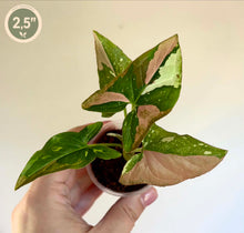 Load image into Gallery viewer, Plante Syngonium tricolore en pot, feuilles vertes avec taches rouges et rose.
