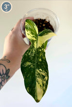 Charger l'image dans la galerie, Philodendron Florida Beauty X Mayoi
