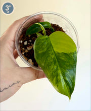 Charger l'image dans la galerie, Philodendron Florida Beauty X Mayoi

