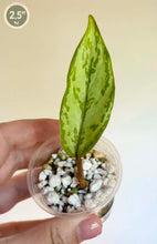 Charger l'image dans la galerie, Aglaonema roméo
