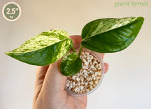 Load image into Gallery viewer, Epipremnum Pinnatum Marble
