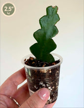 Charger l'image dans la galerie, Cactus zig zag ⭐️
