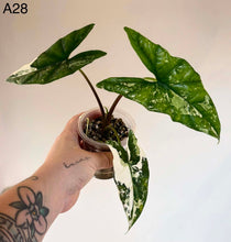 Charger l'image dans la galerie, Alocasia à feuilles vertes et tachetées blanches, plant en pot
