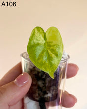 Charger l'image dans la galerie, Jeune Alocasia à feuilles vertes en forme de cœur dans un pot transparent
