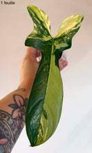 Charger l'image dans la galerie, Philodendron Violin Variegata
