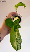Charger l'image dans la galerie, Philodendron Violin Variegata
