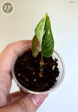 Load image into Gallery viewer, Plante Syngonium tricolore en pot, jeune pousse verte avec taches brunes et rouges.
