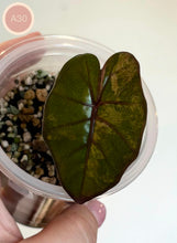 Charger l'image dans la galerie, Feuille d’Alocasia Yucatan Aurea vert foncé, nervures rougeâtres, dans un pot
