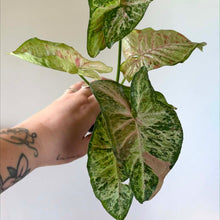 Charger l'image dans la galerie, Plante Syngonium tricolore aux feuilles vertes panachées de crème et rose
