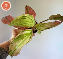 Load image into Gallery viewer, Kaempferia Orange Marble, plante aux feuilles marbrées vert et rose
