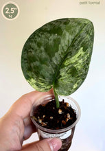 Load image into Gallery viewer, Scindapsus Silver Dark Cloud Variegata
