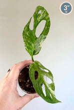 Charger l'image dans la galerie, Monstera d’Adansonii Indo Mint en pot, feuilles vertes ajourées et tige grimpante.
