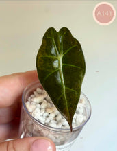 Charger l'image dans la galerie, Feuille d’Alocasia amazonica Aurea vert foncé, nervures claires
