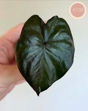 Charger l'image dans la galerie, Feuille d’alocasia vert foncé en cœur avec nervures marquées
