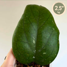 Load image into Gallery viewer, Plante Hoya AH027 (elephant) en pot transparent, feuille charnue vert foncé
