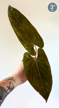 Load image into Gallery viewer, Plante d’anthurium à feuilles vert foncé, tenues par une tige rouge
