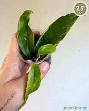 Load image into Gallery viewer, Plante Hoya Buotii Albomarginata en pot, feuilles vertes épaisses et luisantes

