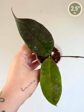 Load image into Gallery viewer, Hoya aff Lambii en pot, grandes feuilles vert foncé, plante d’intérieur.
