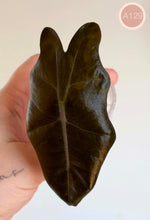 Charger l'image dans la galerie, Feuille d’Alocasia vert foncé à nervures marquées, pointes symétriques
