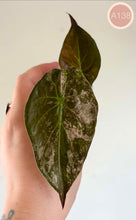 Charger l'image dans la galerie, Feuille d’Alocasia vert foncé, nervures claires, bord pointu
