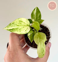 Charger l'image dans la galerie, Anthurium vittarifolium variegata (TC) en pot avec feuilles vert clair panachées
