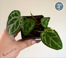 Charger l'image dans la galerie, Anthurium en pot, feuilles vert foncé nervurées de lignes claires.

