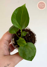 Charger l'image dans la galerie, Plante d’anthurium Anthurium Big Bill (TC) en pot, feuilles vert foncé et tige visibles.
